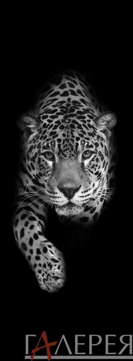 животные, дикие кошки, леопард