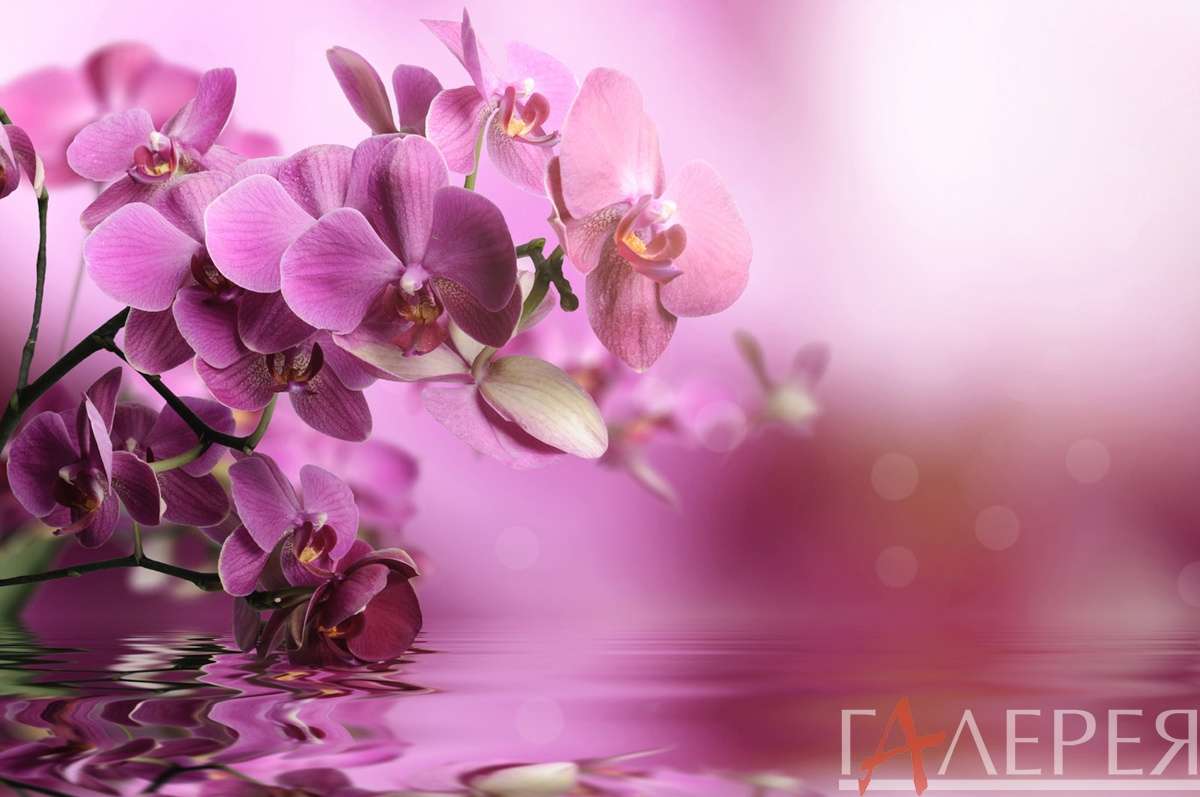 цветы, растения, орхидеи, розовые орхидеи вода, букет, отражение, фуксия